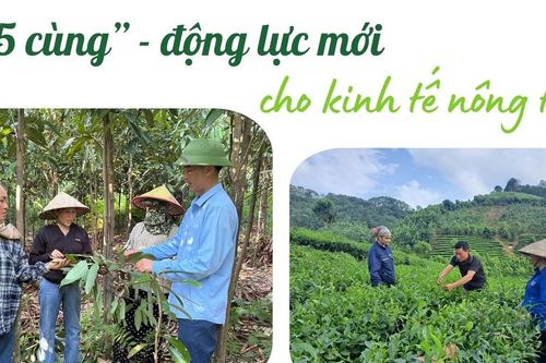 '5 cùng' - động lực mới cho kinh tế nông thôn