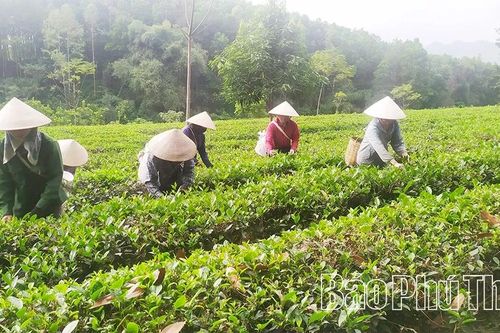 Chuẩn hóa vùng chè nguyên liệu