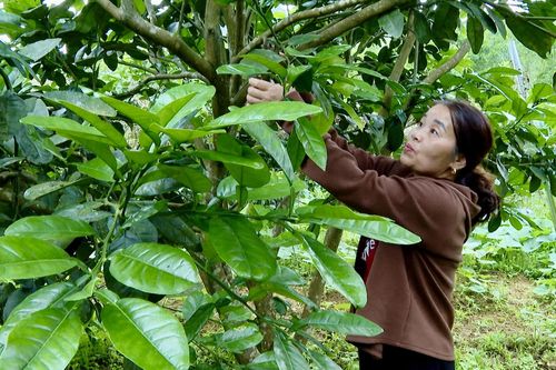 Để cây bưởi bén rễ trên đồng đất Kim Điền