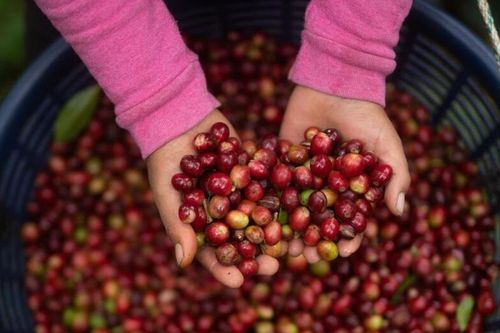 Giữ mức 87.400 đồng/kg, thị trường cà phê chờ lực đẩy mới