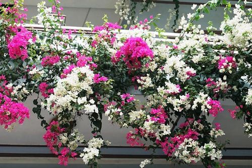 Bí quyết chăm loài hoa 'nghiện nắng' như mười giờ, hoa giấy để luôn rực rỡ suốt mùa hè