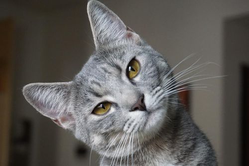 Bí mật tiến hóa ẩn giấu sau vị giác đặc biệt của loài mèo