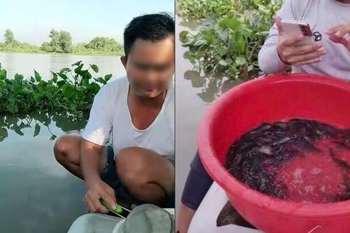 Phóng sinh qua livestream đang tiếp tay cho buôn bán động vật hoang dã