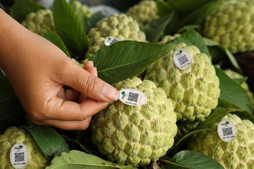 Giữ 'ngọt' cho thương hiệu Na Chi Lăng