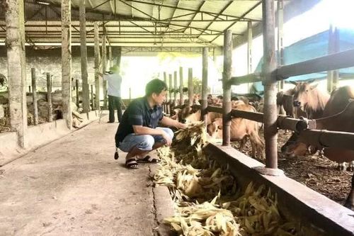 Phòng, chống nắng nóng cho đàn vật nuôi