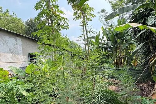 Phát hiện, xử lý một số người dân trồng cần sa tại nhà để sử dụng và bán
