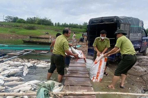 Hơn 200 tấn cá chết trên hồ Trị An do thiếu oxy