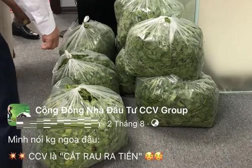Vụ CCV Group: Từng giới thiệu 'cắt rau ra tiền' lừa hàng trăm người