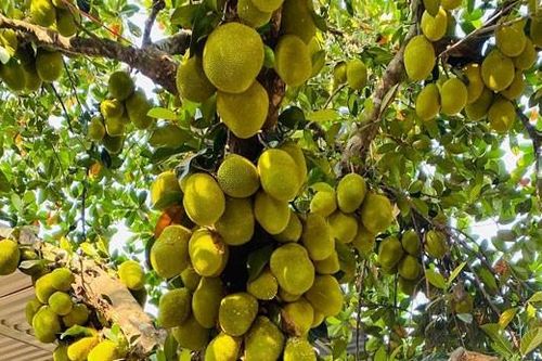 Cây mít ở Đà Nẵng quả mọc chi chít, chủ nhà đếm được gần 400 trái