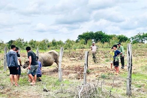 Bắn thuốc mê khống chế trâu 'điên' húc nhiều người ở Đắk Lắk