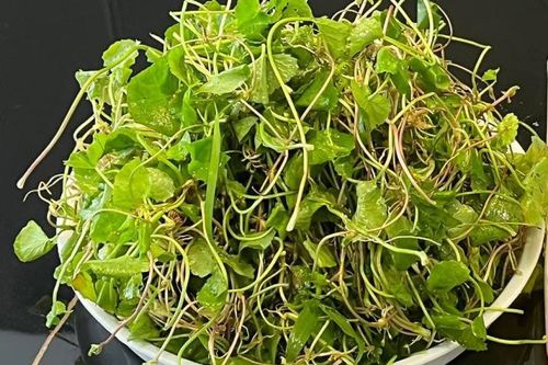 Loại rau mọc đầy bờ ruộng được ví như 'kem chống nắng tự nhiên'