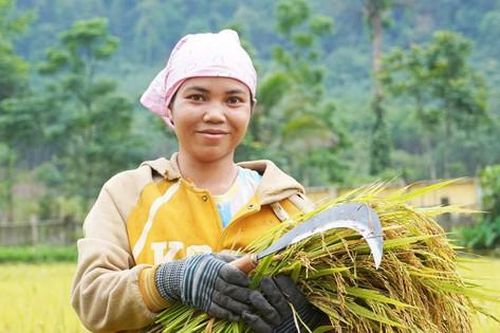 Hành trình làm lúa nước của người Rục sau 65 năm bước ra từ hang đá