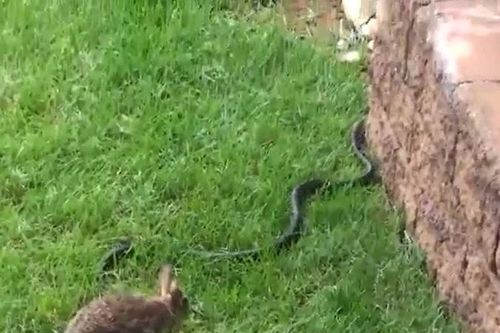 Phát hiện rắn săn mồi trong ổ, thỏ mẹ lao vào chiến đấu để cứu đàn con