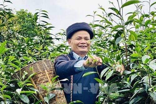 Chè Shan tuyết Tuyên Quang: 'Mỏ vàng xanh' giữa đại ngàn