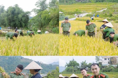 Tuyên Quang: Lực lượng Công an cơ sở giúp dân thu hoạch nông sản, chủ động phòng ngừa thiên tai