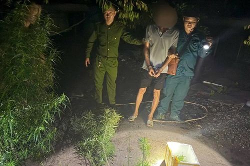 TP Hồ Chí Minh phát hiện nhiều vụ trồng cần sa tại nhà