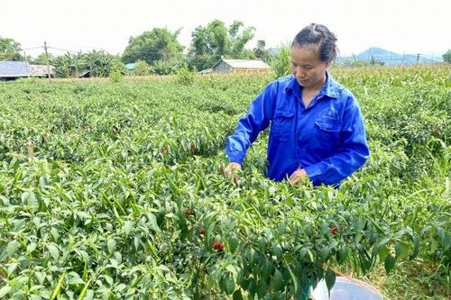 Trồng ớt hữu cơ - Hướng đi hiệu quả nâng cao thu nhập cho người dân