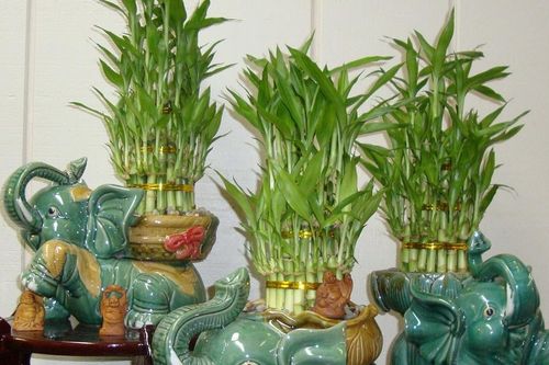 Top 5 loại cây cảnh để phòng thờ đại cát, đại lợi