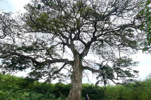 Mang trong mình chất độc, cây cổ thụ trăm tuổi trở thành báu vật của làng quê