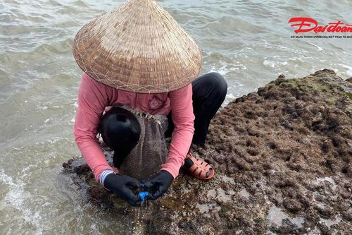 Theo chân ngư dân hái 'lộc biển' kiếm tiền triệu