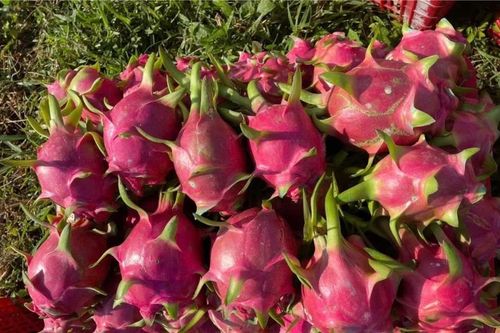 Tại sao thanh long luôn rơi vào vòng lặp 'cần được giải cứu' ?