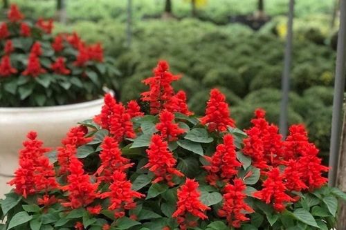 Loại hoa đỏ rực khắp công viên là vị thuốc quý thanh nhiệt, tiêu viêm