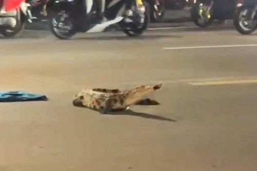 Thót tim thấy cá sấu trườn bò giữa dòng xe trên quốc lộ 1