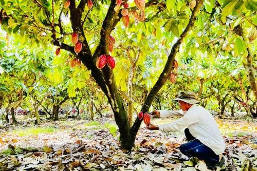 Đưa nông sản vào chuỗi giá trị toàn cầu