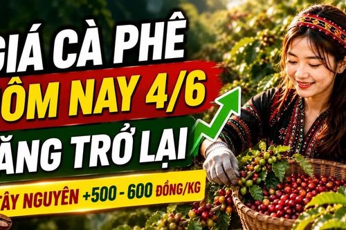 Giá cà phê hôm nay 4/6: Tây Nguyên đồng loạt tăng 500 đồng/kg