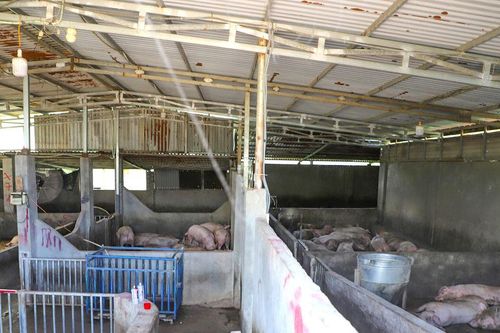 UBND tỉnh Lâm Đồng chỉ đạo xử lý điểm trung chuyển heo gây ô nhiễm ở Quảng Sơn