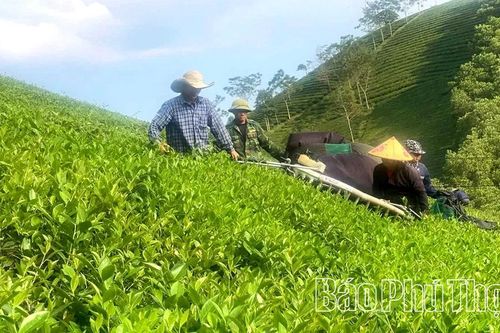 Thâm canh chè theo hướng an toàn sinh học