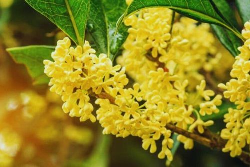 Vì sao nhiều gia đình giàu thích trồng mộc hương trước nhà?