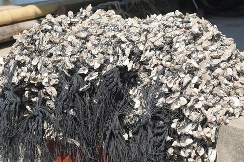 Rác vỏ hàu bủa vây nhiều tuyến sông ven biển Nghệ An