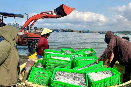 Biển mở lộc, cá cơm trắng bờ