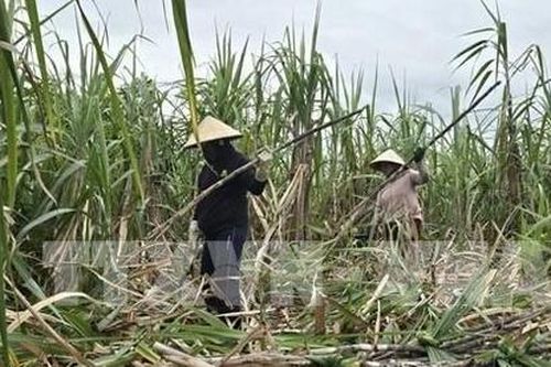 Hiệp hội Mía đường đề xuất điều chỉnh chính sách phát triển điện sinh khối
