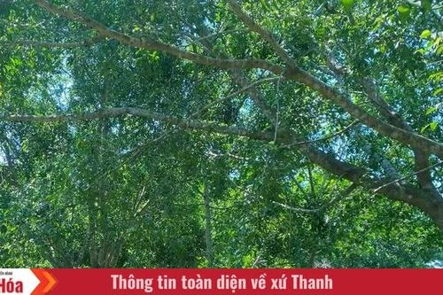 Nhắm mắt lại trong vườn lộng gió