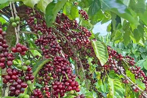 Ngày 5-6, giá cà phê tại Gia Lai giảm 1.300 đồng/kg
