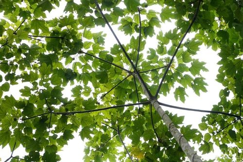 Thay đổi cách nghĩ để giữ rừng, giữ nước