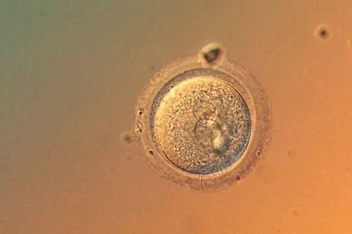 Lần đầu tiên chỉnh sửa gene phôi người với độ chính xác chưa từng có