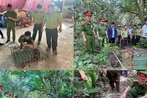Triệt phá nhiều cơ sở kinh doanh động vật hoang dã và giải cứu các loài quý hiếm
