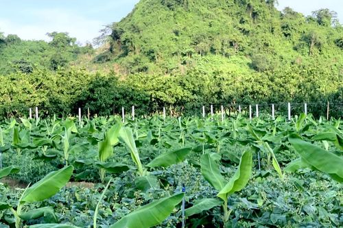 Mô hình Chuối tiêu hồng Soi Tiên