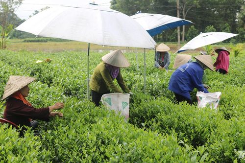 Diện mạo mới ở Phú Lương