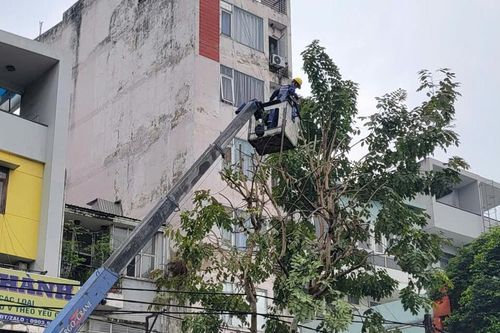 TP. Hồ Chí Minh: Bảo đảm an toàn cây xanh mùa mưa bão