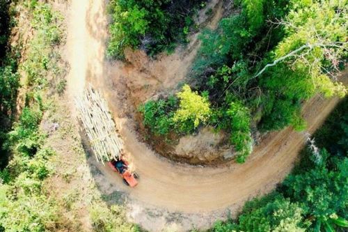 Thái Nguyên: Ngành lâm nghiệp từng bước tham gia vào chuỗi cung ứng toàn cầu