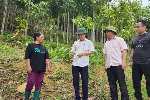 Kiểm tra mô hình liên kết trồng cây Quế tại Minh Khai và Canh Tân