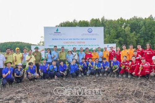 Trồng mới gần 4.000 cây đước, phục hồi rừng ngập mặn