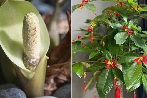 5 loại cây cảnh hiếm khi nở hoa, một khi đã nở hoa là điềm báo: Gia chủ cần chuẩn bị