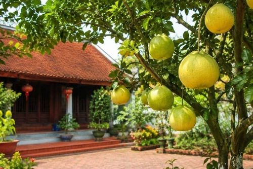 Trồng cây bưởi trước nhà phong thủy có tốt không?