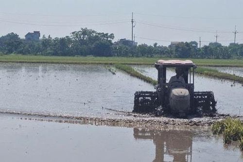 Phú Xuyên: Tập trung sản xuất vụ mùa đảm bảo lịch thời vụ