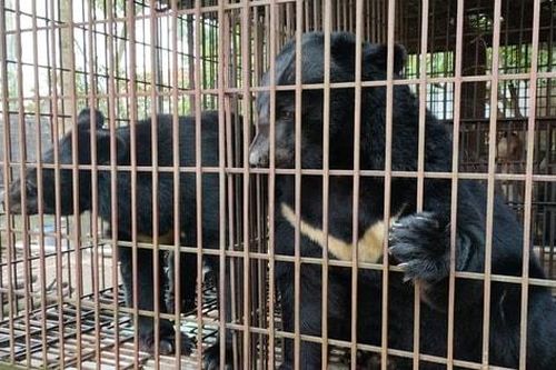 Kêu gọi chấm dứt tình trạng nuôi nhốt gấu tại Hà Nội